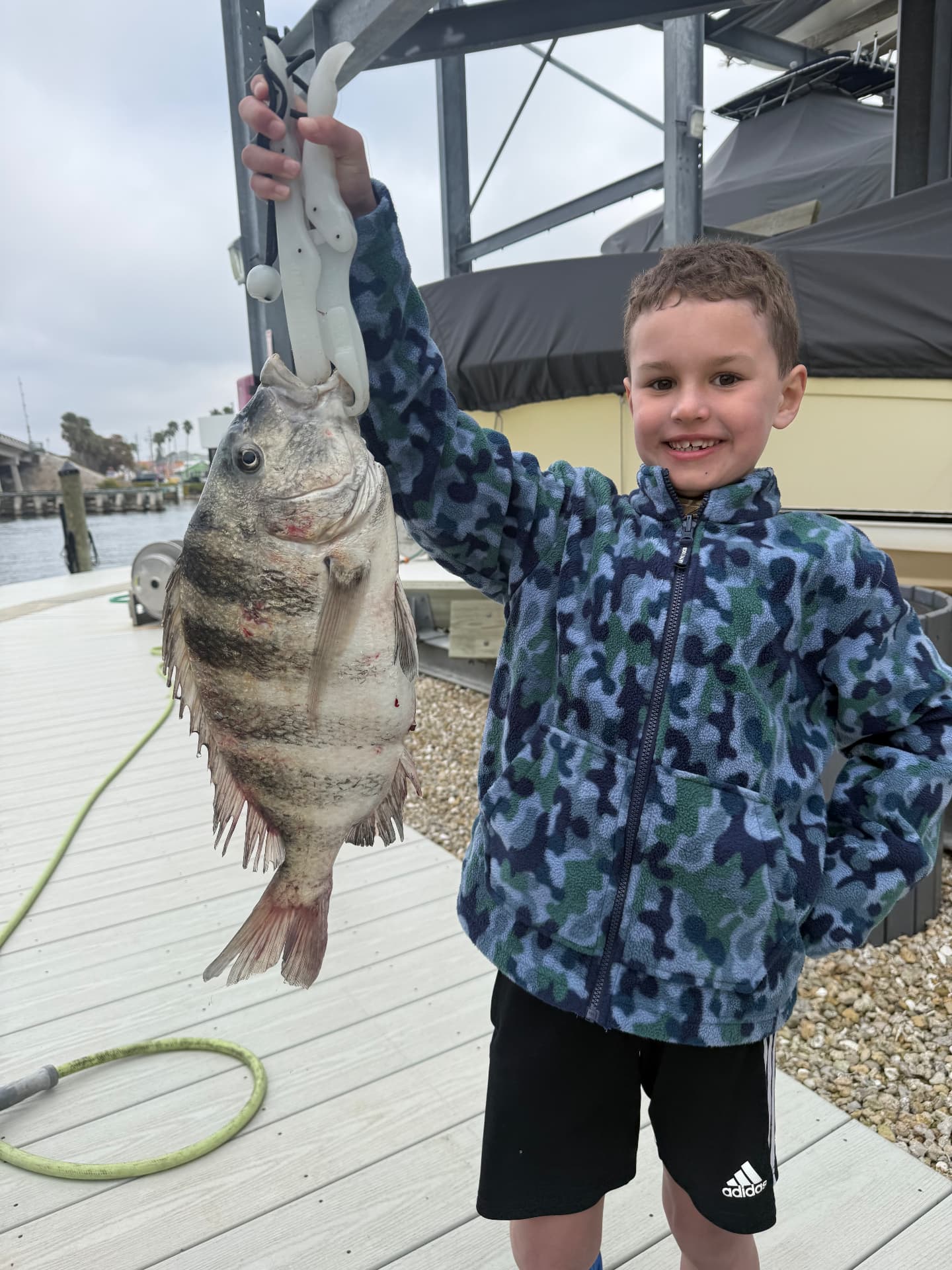 Sheepshead caught on a Florida Fisherman charter with Captain Brendan